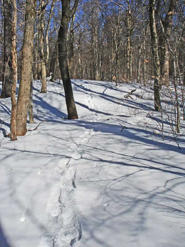 Pine Hill Trail from the pass to balsam mountain summit