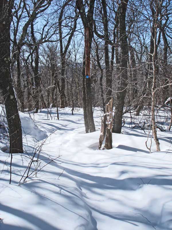 Pine Hill Trail from the pass to balsam mountain summit