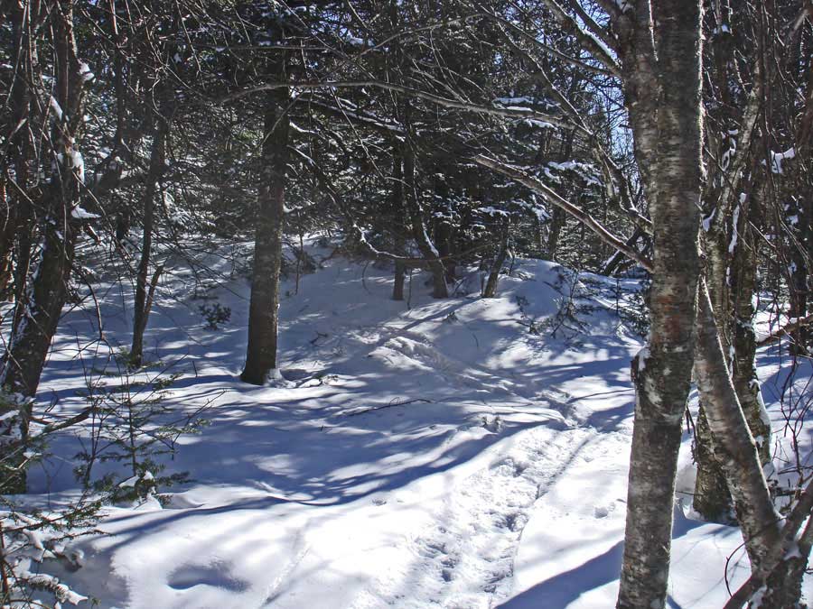 turn off pine hill trail to the summit of Balsam Mountain
