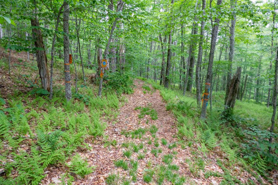Trailhead of the Neversink-Hardenburgh Trail on Wild Meadow Road