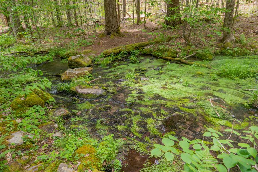 Slimy Green Creek on the Neversink-Hardenburgh Trail