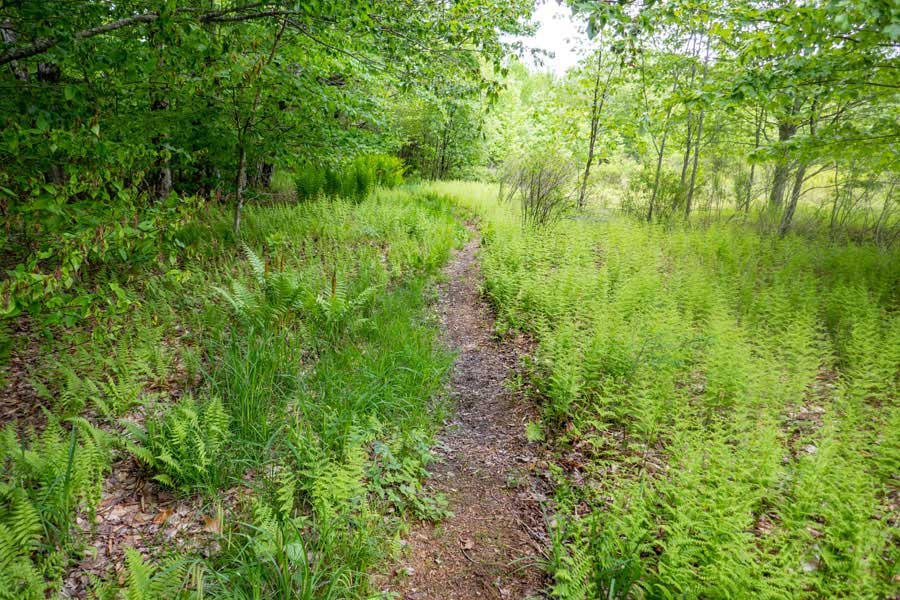 fern glade near the Balsam Lake Mountain Parking Area on the Neversink-Hardenburgh Trail