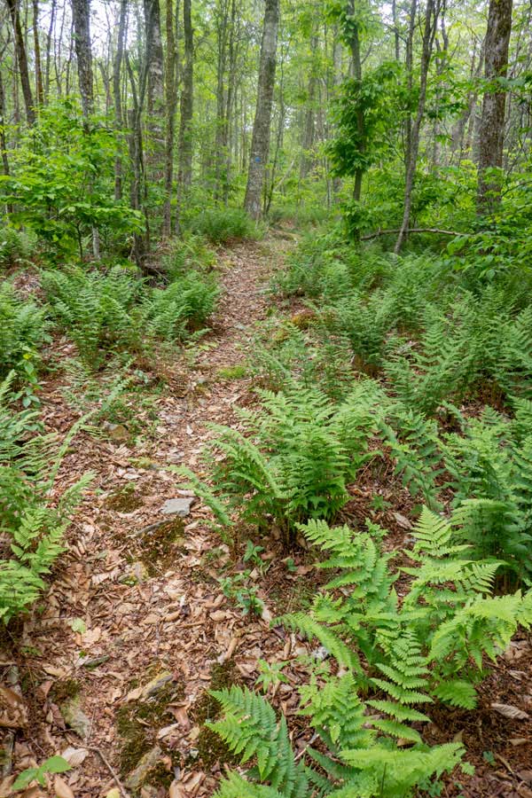 fern glades on the mongaup-Hardenburgh trail
