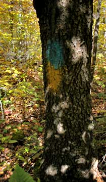 blue paint as trail markers on the trail to vly mountain