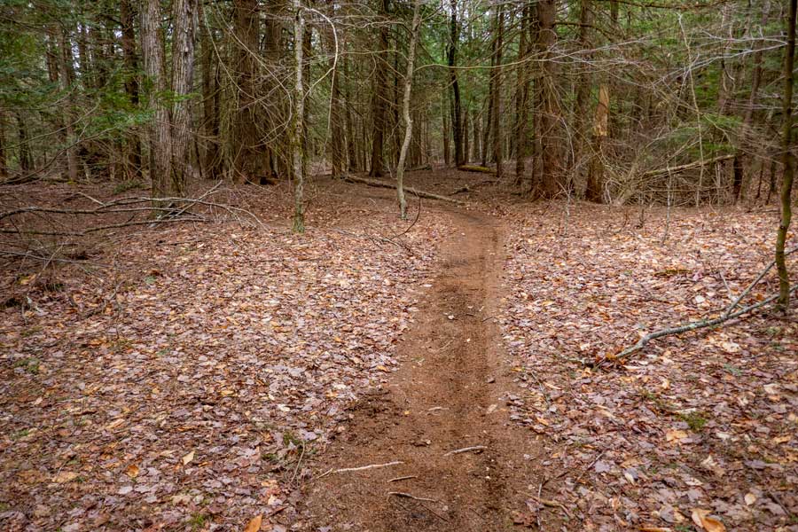 Middle Trail in the Huckleberry Bike Park