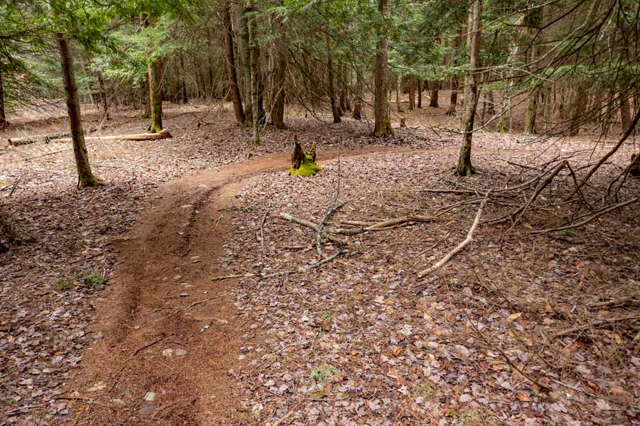 Middle Trail in the  Huckleberry Bike Park