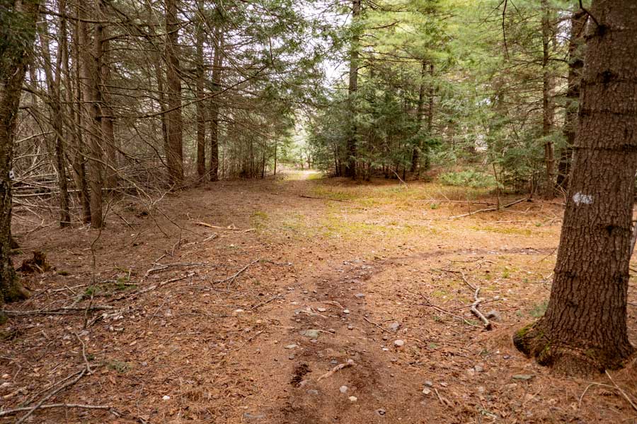 trail junction for the Deer Camp Trail and Middle Trail in the Huckleberry Bike Park