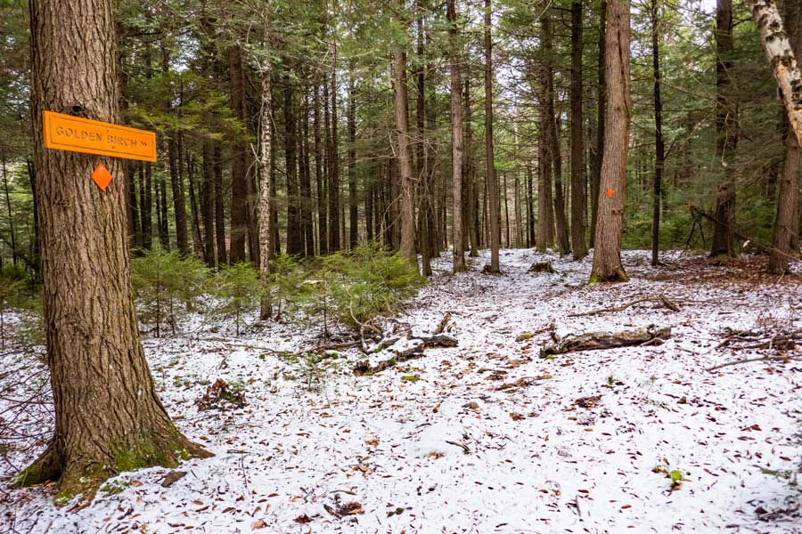 Golden Birch Trail that goes to the Mountain Top Arboretum at the bottom of the Tannersville Bike Park
