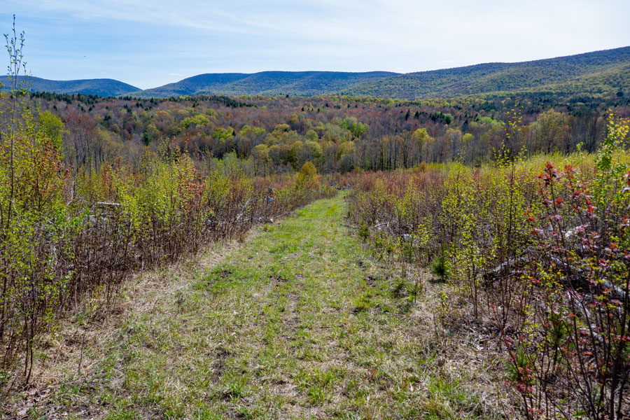 view of Halcott wild forest and Hunter Mountain Wilderness