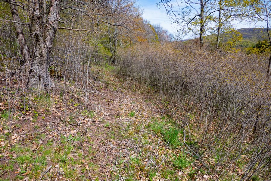hiking along the forest and grassland edge on the Vinegar Hill Trail