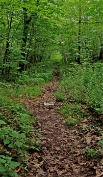 trail to water cistern of kaaterskill hotel