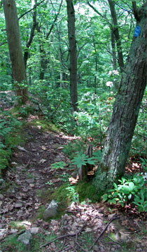 trail to boulder rock