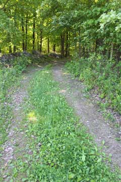 beginning of the trail at the end of the lawn or field to the trails at Winter Clove Inn