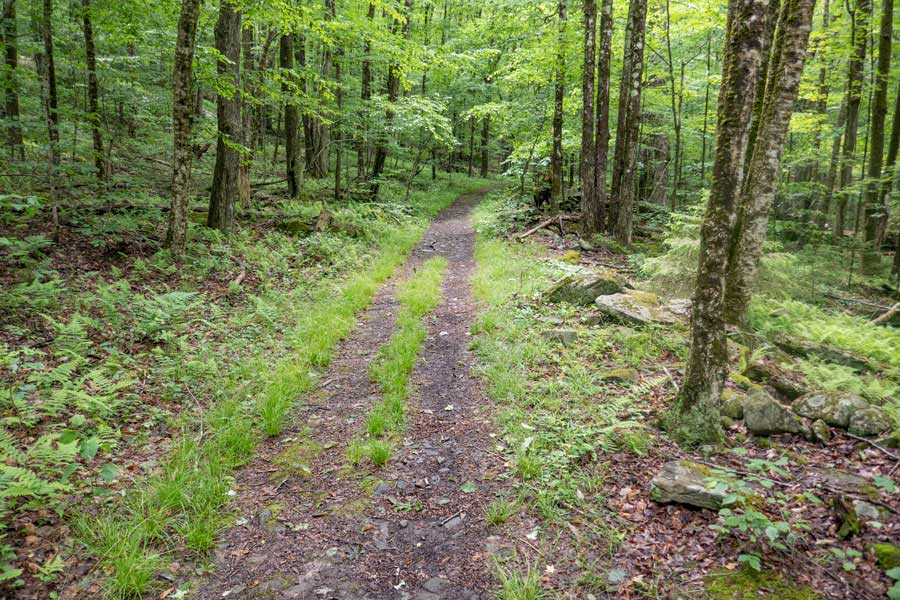 trail above the DEC gate on the Kelly Hollow Loop
