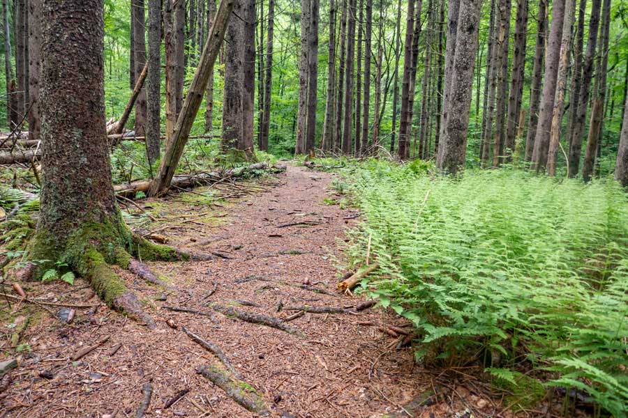 Conifer forest in the upper loop of the Kelly Hollow Loop Trail