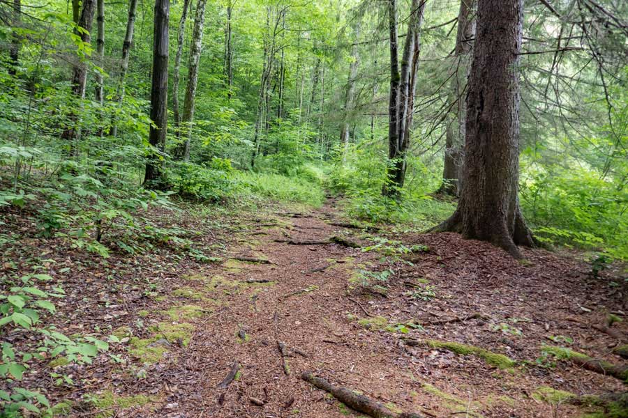 Beginning of the trail around the Beaver Pond on the Kelly Hollow Loop Trail