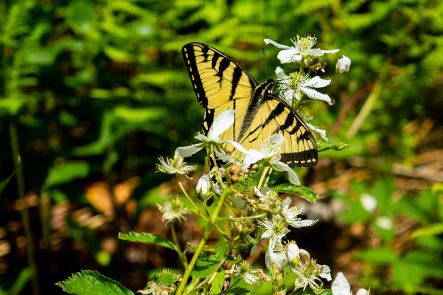 swallowtail butterfly on the loop around the Beaver Pond on the Kelly Hollow Loop