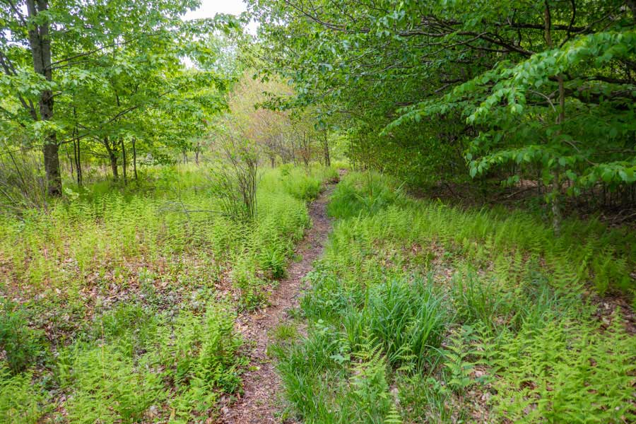 Beginning of the Neversink-HardenburghTrail in a fern glade