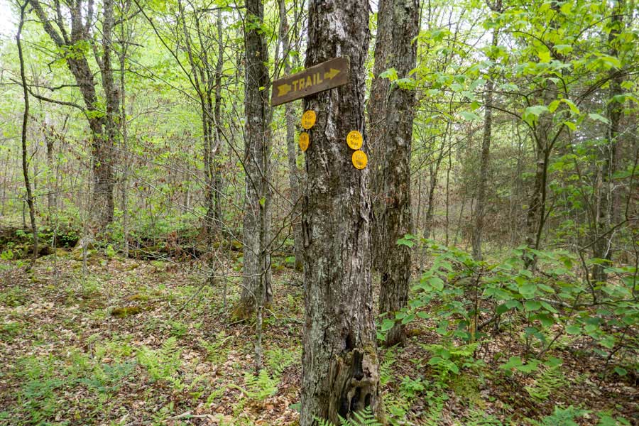 yellow trail markers at the trail junction on the Neversink-HardenburghTrail