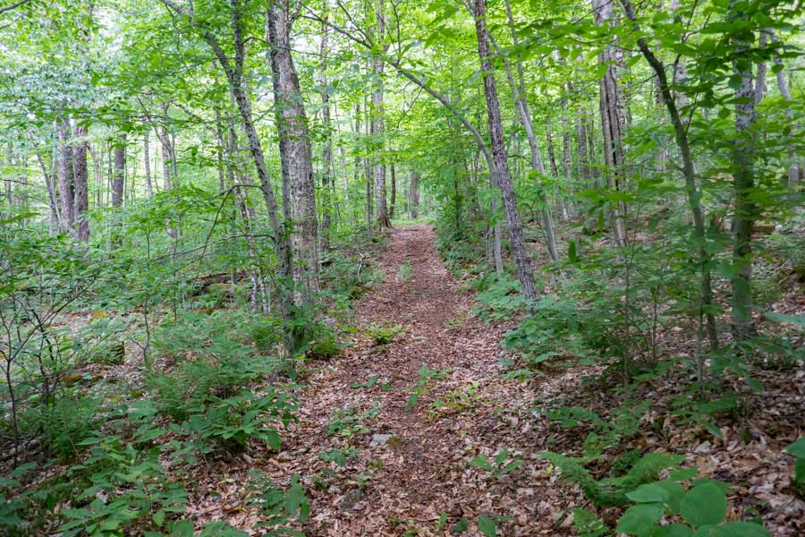 section of the Neversink-HardenburghTrail in the Big Indian Wilderness