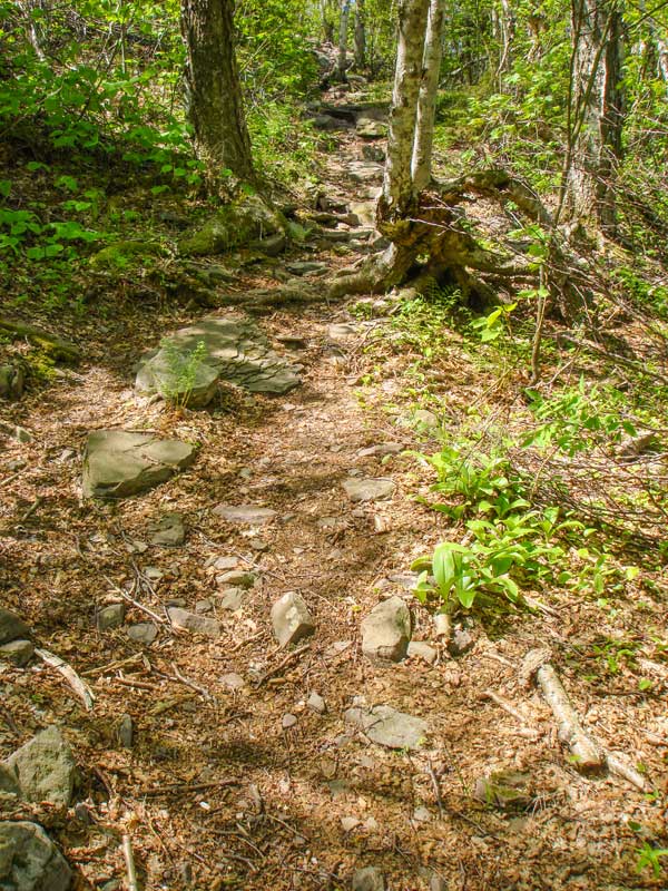 Beginning of Escarpment trail that goes up northeast side of Blackhead Mountain