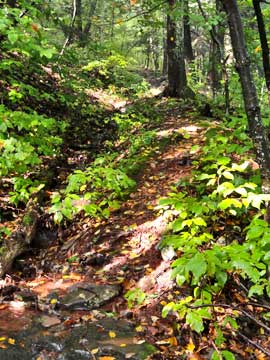 trail near the top of dutcher's notch on the east side of the escarpment