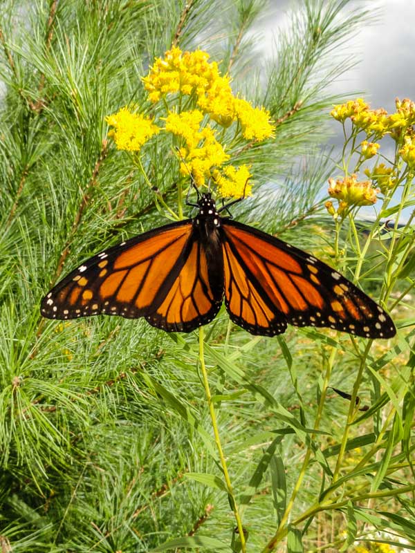 monarch butterflies near colgate lake