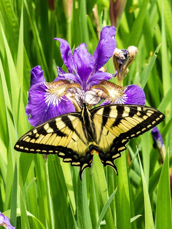 Eastern Swallowtail Butterfly and Mountain Iris near colgate lake