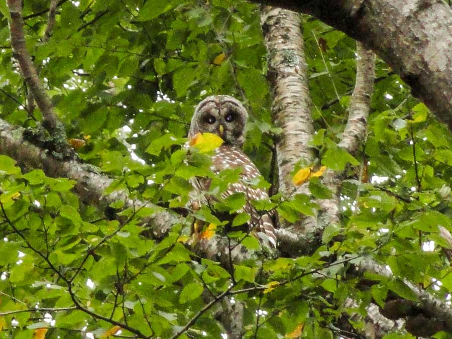 Barred Owl near dutcher notch