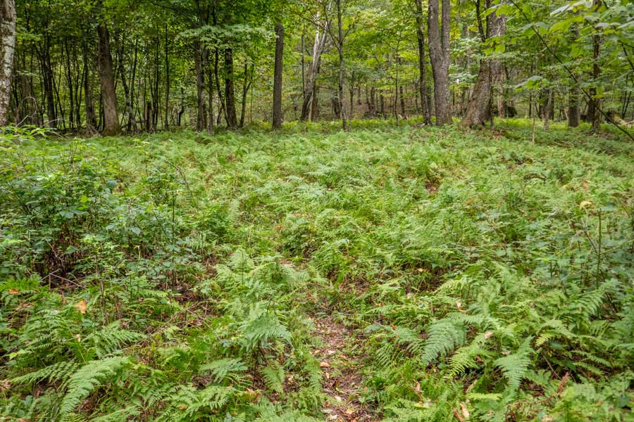 fern glade on the Middle Mountain Trail