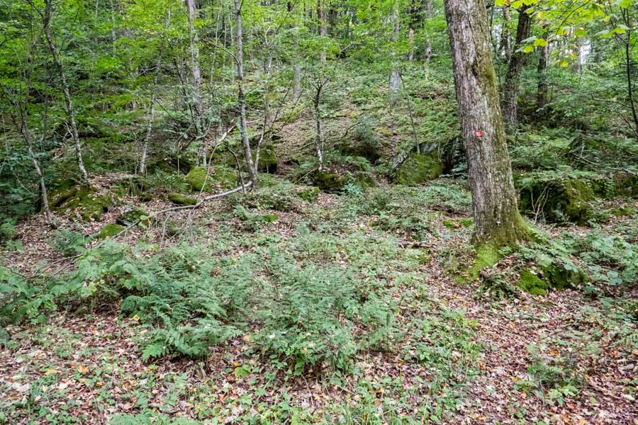 Trail on the eastern side of Middle Mountain 
