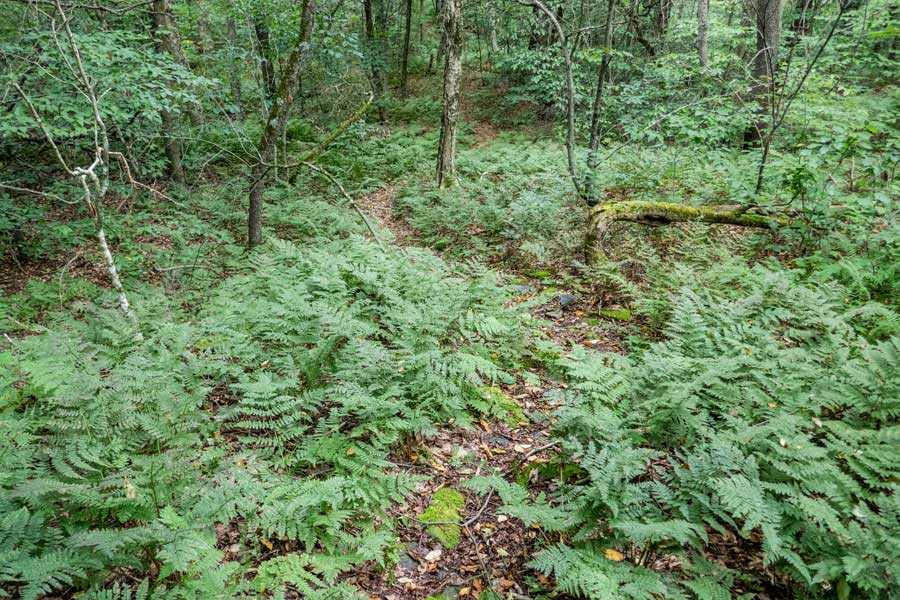 approaching the Middle Mountain summit region