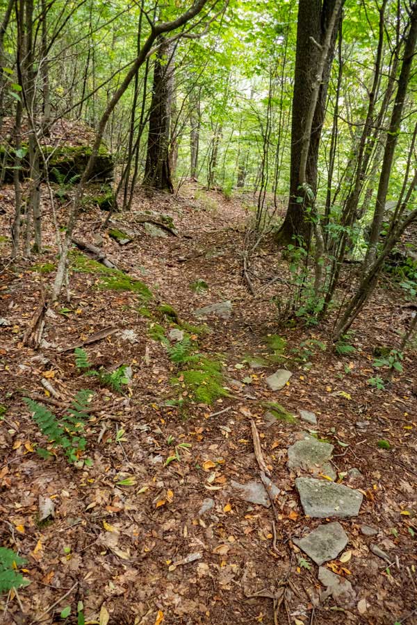 conifer forest section on the approach to Big Pond on the Middle Mountain Trail