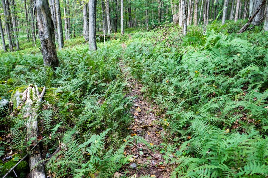 fern glades on the Touch-Me-Not Trail