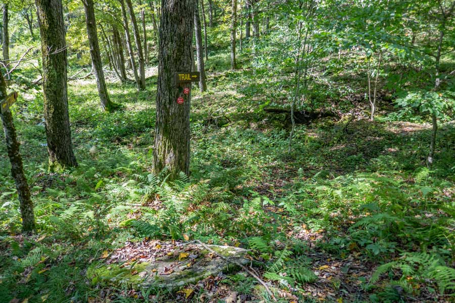 the forget-me-not trail goes around the very end ridge line of Barkaboom mountain. 
