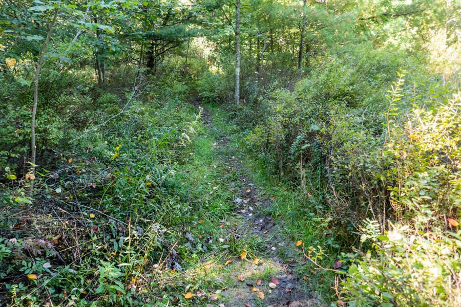 other campsites on Touch-Me-Not Trail near Big Pond 