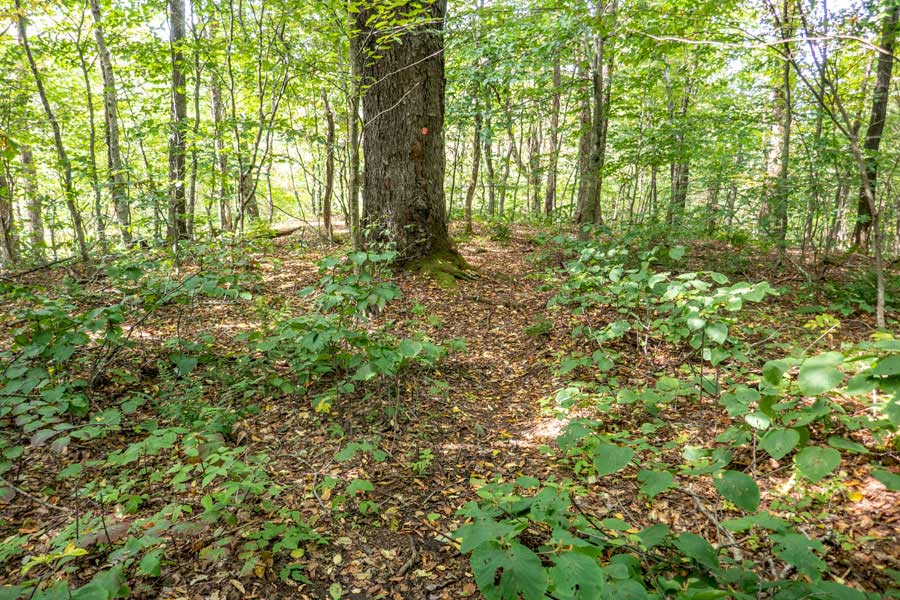 The col between Campground Trail and Little Pond Trail on the Touch-Me-Not Trail   