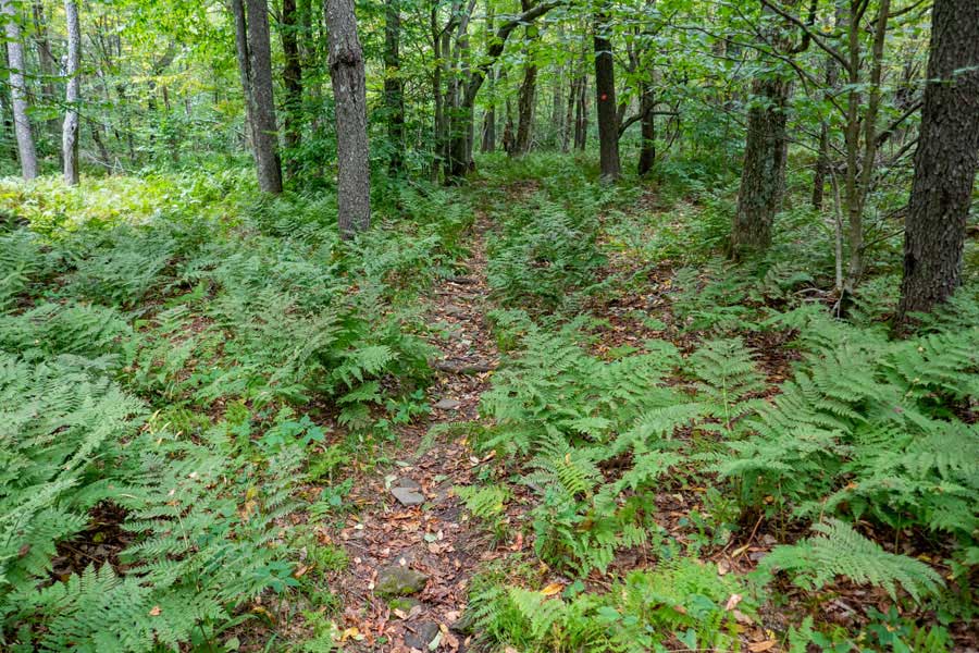 Approaching the summit of Cabot Mountain on the Touch-Me-Not Trail 