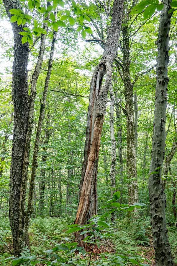 unique trees on the Touch-Me-Not Trail  