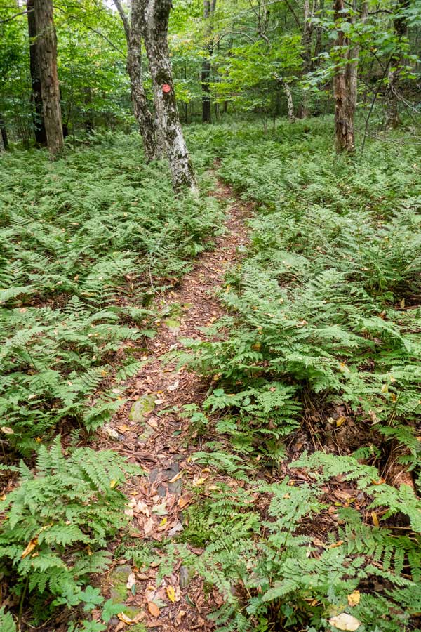 fern glades on cabot mountain on the Touch-Me-Not Trail  