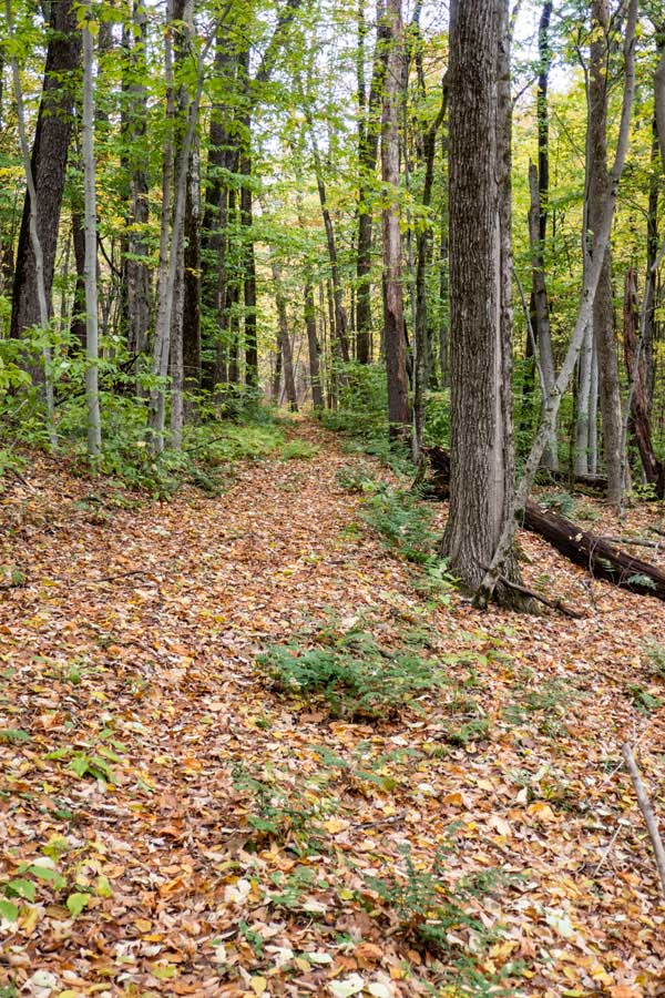 Beginning of the Hog Hollow Trail