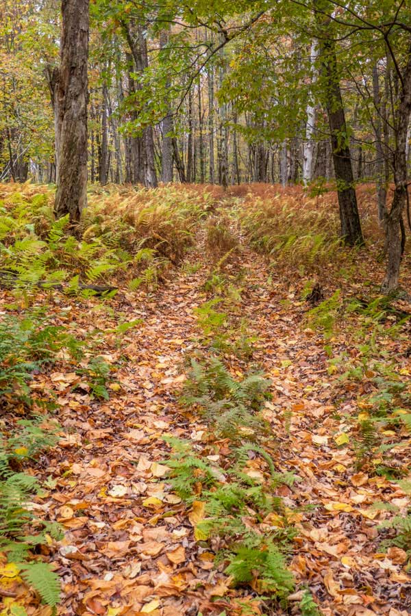 Overgrown sections of the Hog Hollow Trail that give it a wild feel