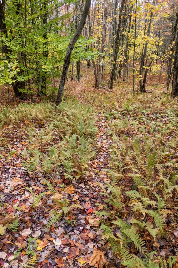 overgrown section of the Hog Hollow Trail