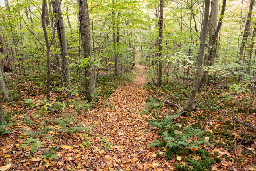 continuation of the Hog Hollow trail after the fields and bogs