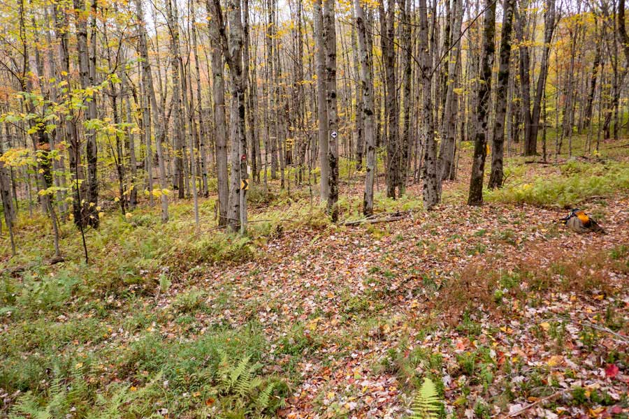 White Trail Markers with a black arrow on the Hog Hollow Trail