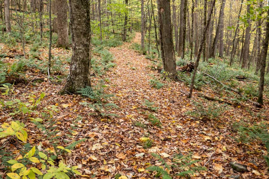 another straight stretch of trail before the old homesteads and large field 