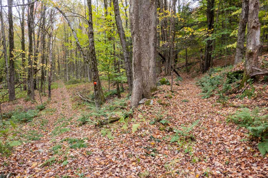 second trail junction to the large field by the old homestead on the hog hollow trail