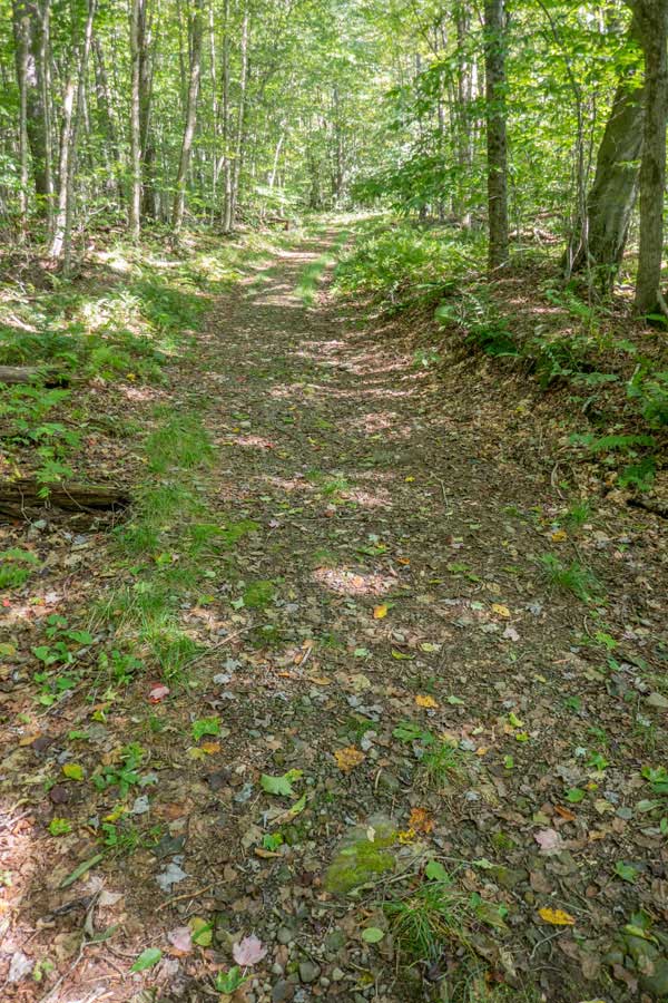 beginning of the Huggins Lake Trail
