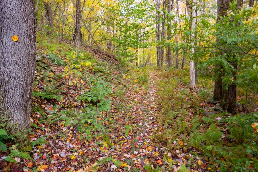 the Little Spring Brook Trail continues north after reaching the northwestern side of the beaver pond