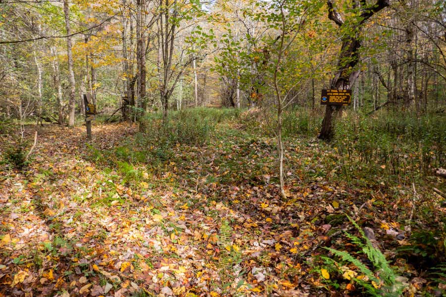 the Northern Trailhead for the Little Spring Brook Trail
